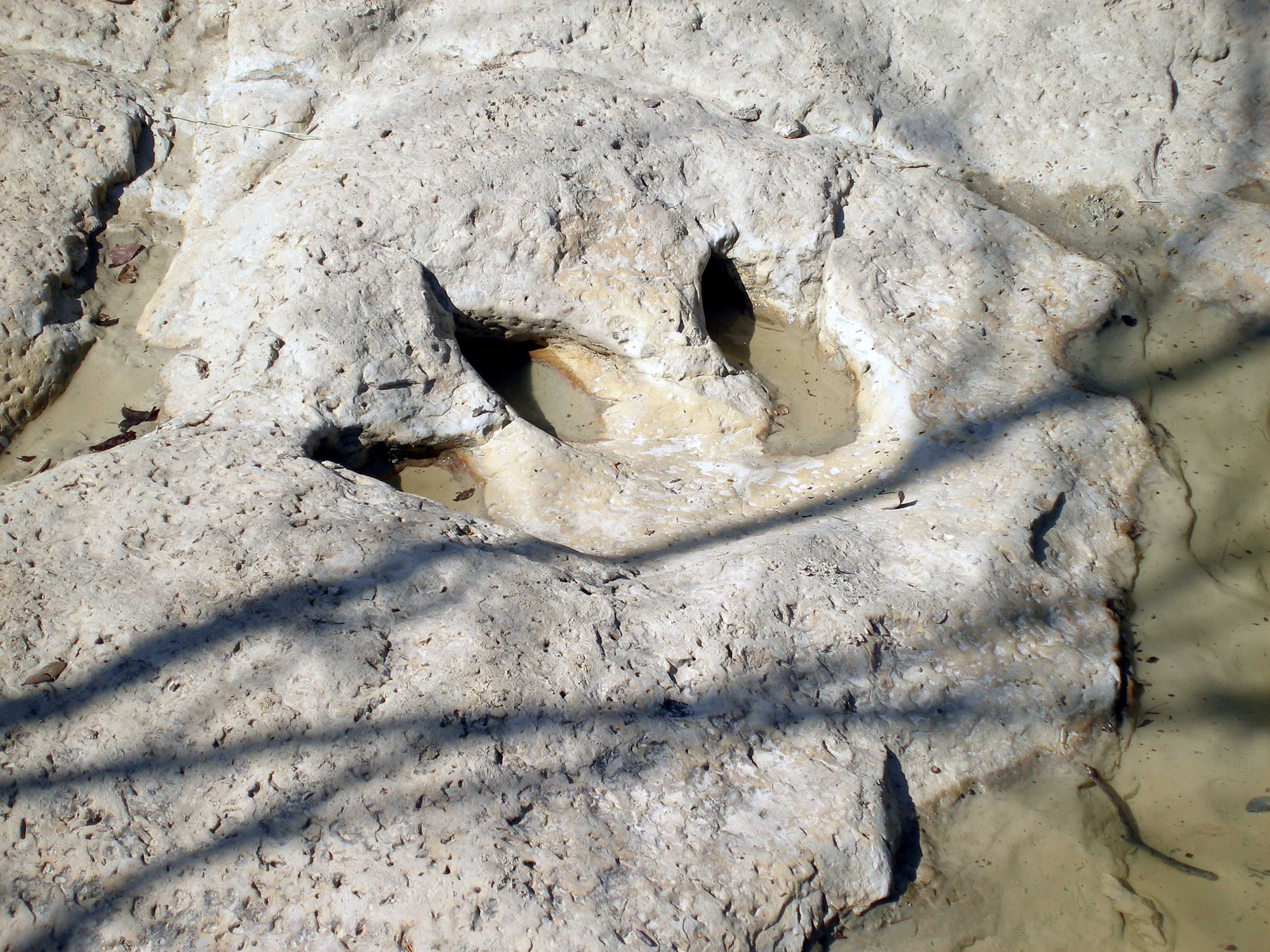 Dinosaur tracks