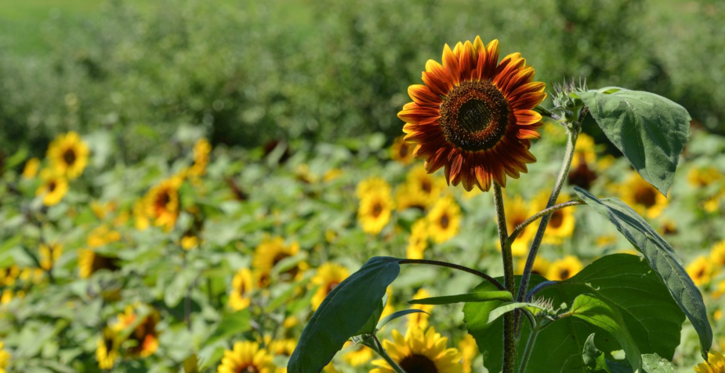 Sunflowers